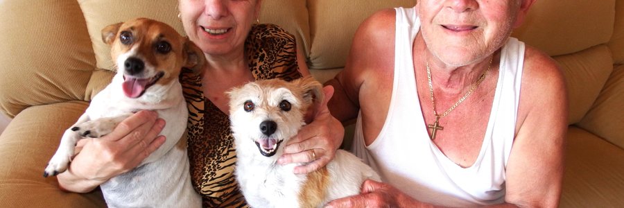 Gansbaai Urgent Home for 2 Jack Russels_1